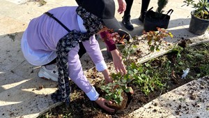يوم طوعي لطلبة جامعة القدس-أبو ديس بتجميل موقع المعرض الخارجي للمنتدى الحضري الفلسطيني الثالث